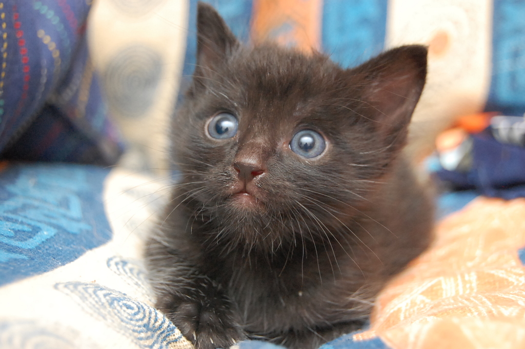 プリティ大地くん①