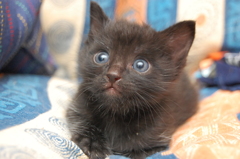 プリティ大地くん①