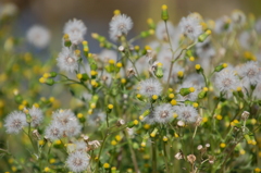 300ｍｍでマクロ