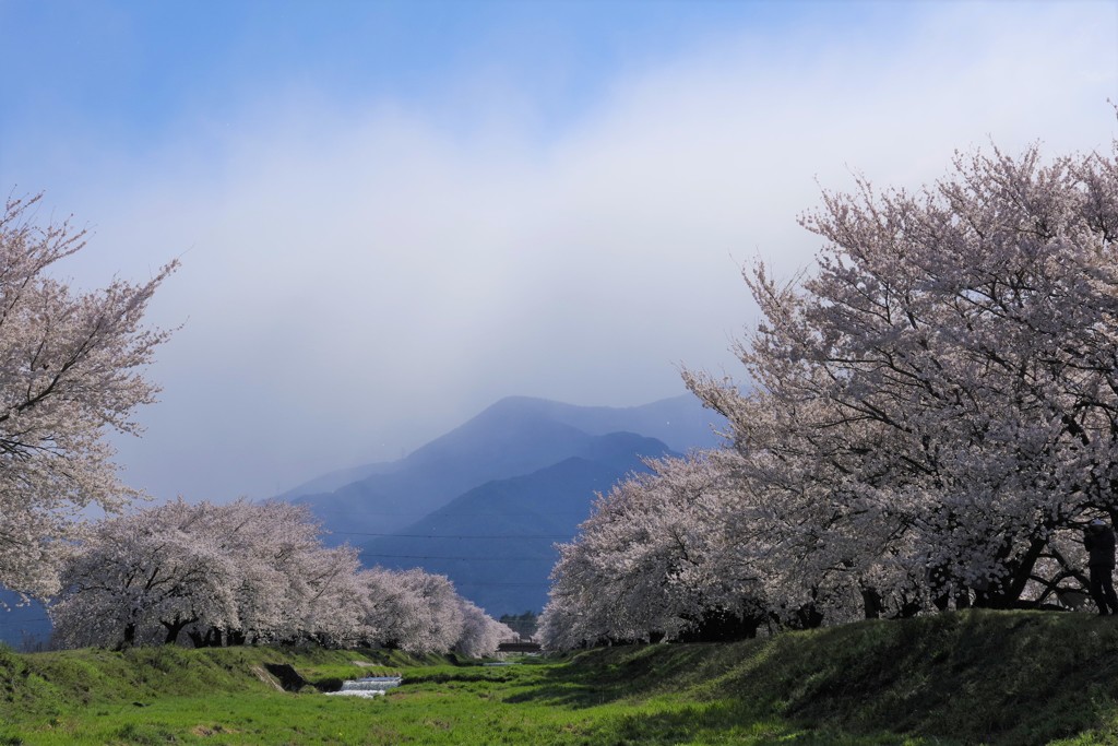 さくら並木