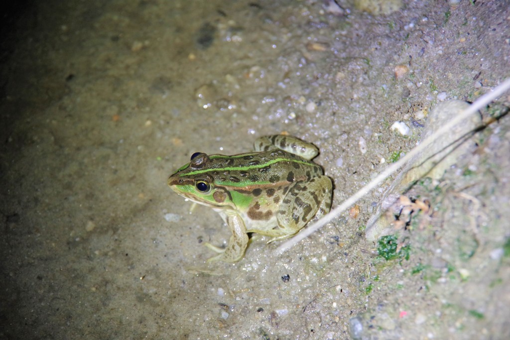 立派なトノサマ