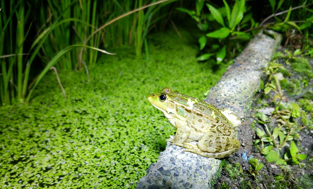 蝶々をつけたトノサマガエル