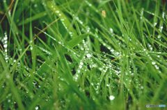雨あがり