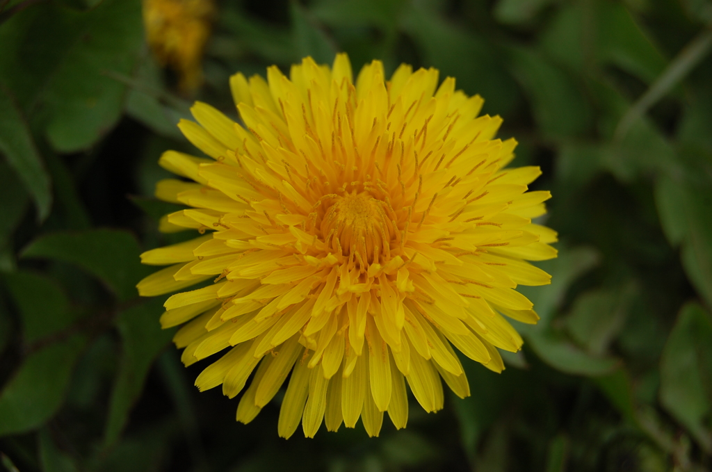 たんぽぽ大好き