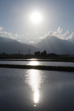 夕方の田んぼ