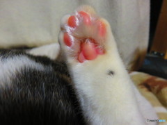 黒ポチ