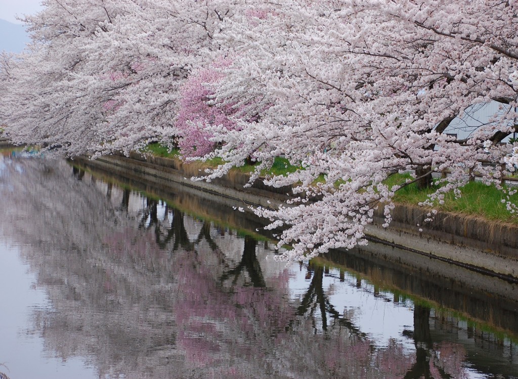 桜満開ー水面も満開ー