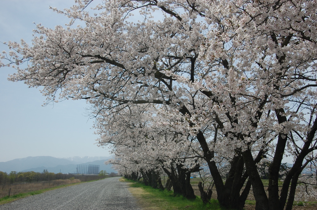 河原沿いの桜