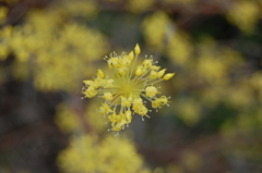 黄色い花②