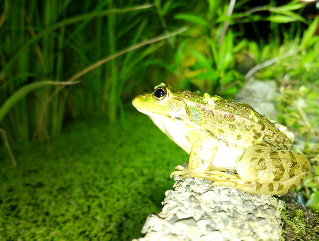 蝶々をつけたトノサマガエル②