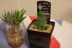 かわいい多肉植物♪