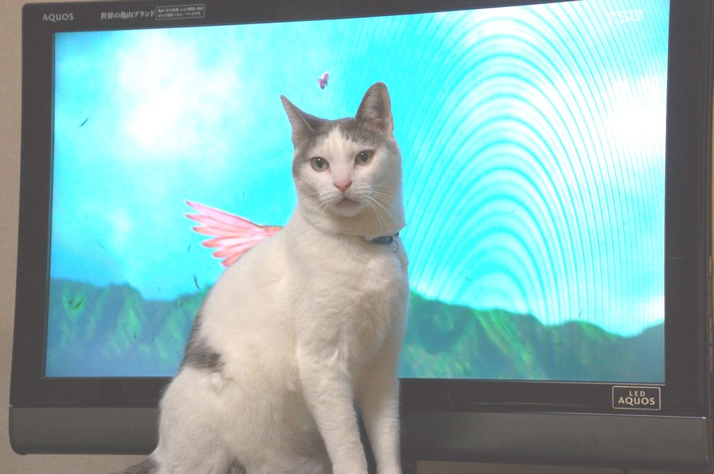 翼