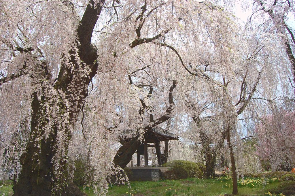 桜降る