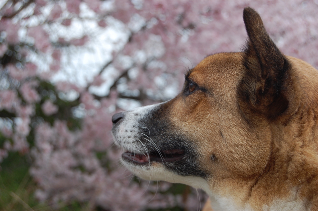 桜と愛犬