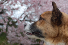 桜と愛犬