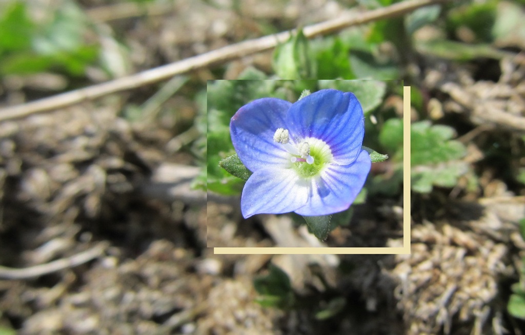 おおいぬのふぐり