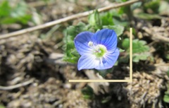 おおいぬのふぐり