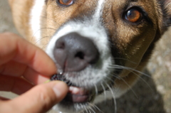 おいしいね