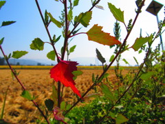 雑草の紅葉(こうよう)