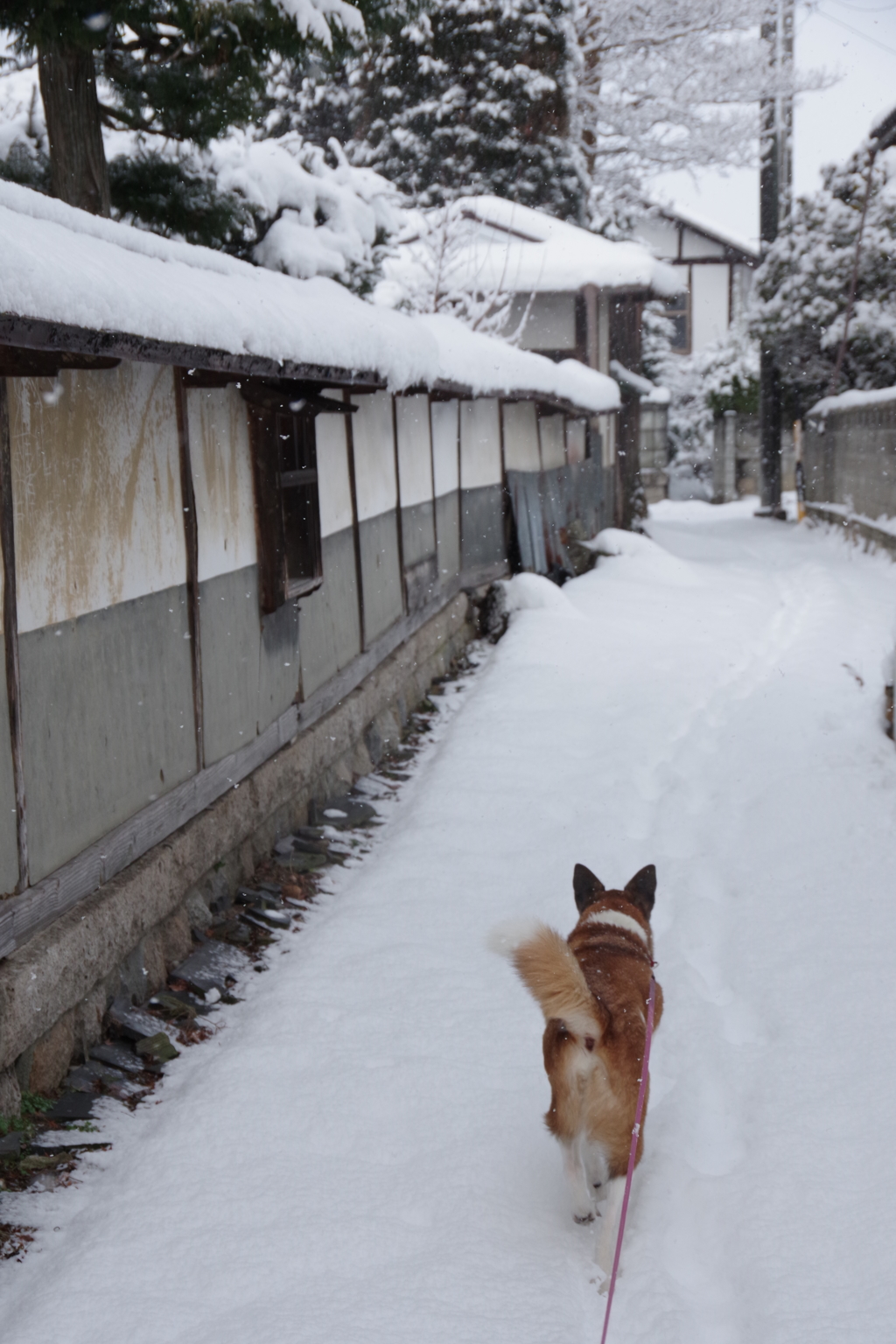 雪の日のお散歩