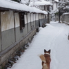 雪の日のお散歩