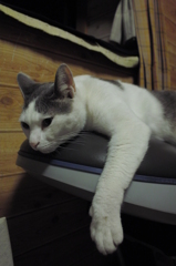 真夏の夜の猫