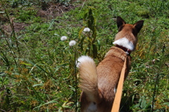 (続き)邪魔に入る愛犬