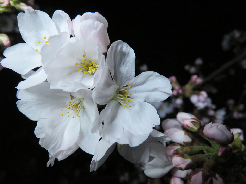 夜桜