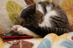 カンガルー寝③