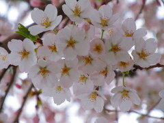 言葉にできない