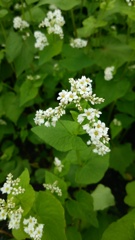 蕎麦の花