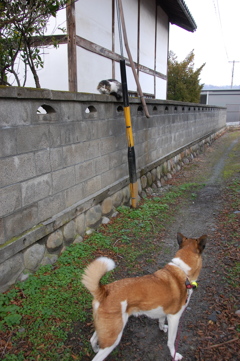 猫ちゃんどこ行った？