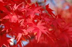 紅