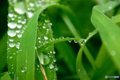 雨あがりⅡ