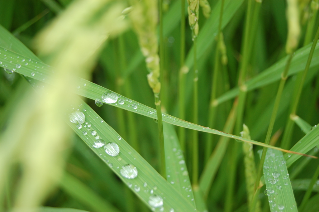 稲穂と水滴