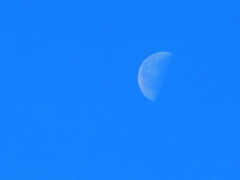 朝の月