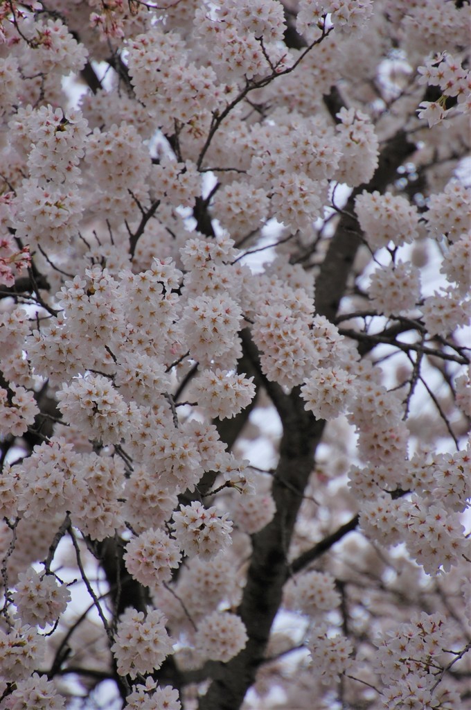 桜満開ーぽんぽんぽんー