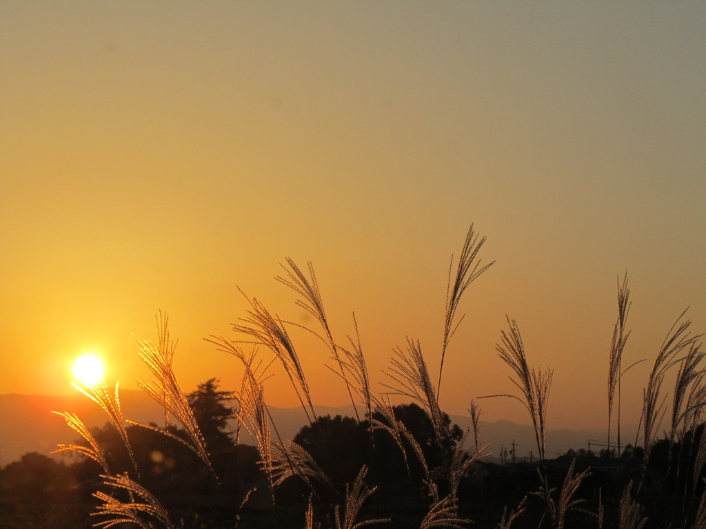 夕方のススキ