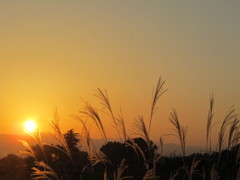夕方のススキ