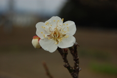 白い梅
