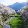 つづく つづく桜