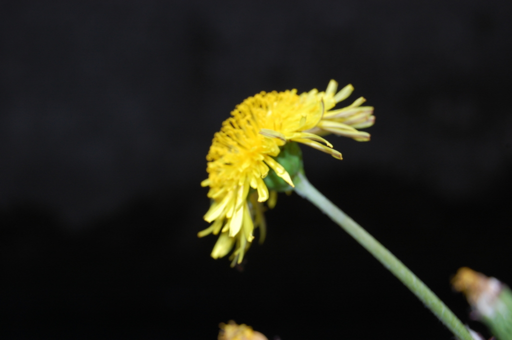 東洋のたんぽぽ