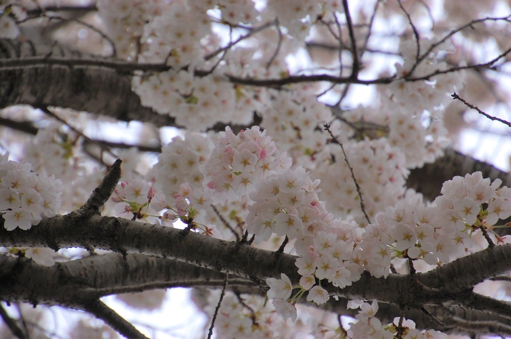 桜満開