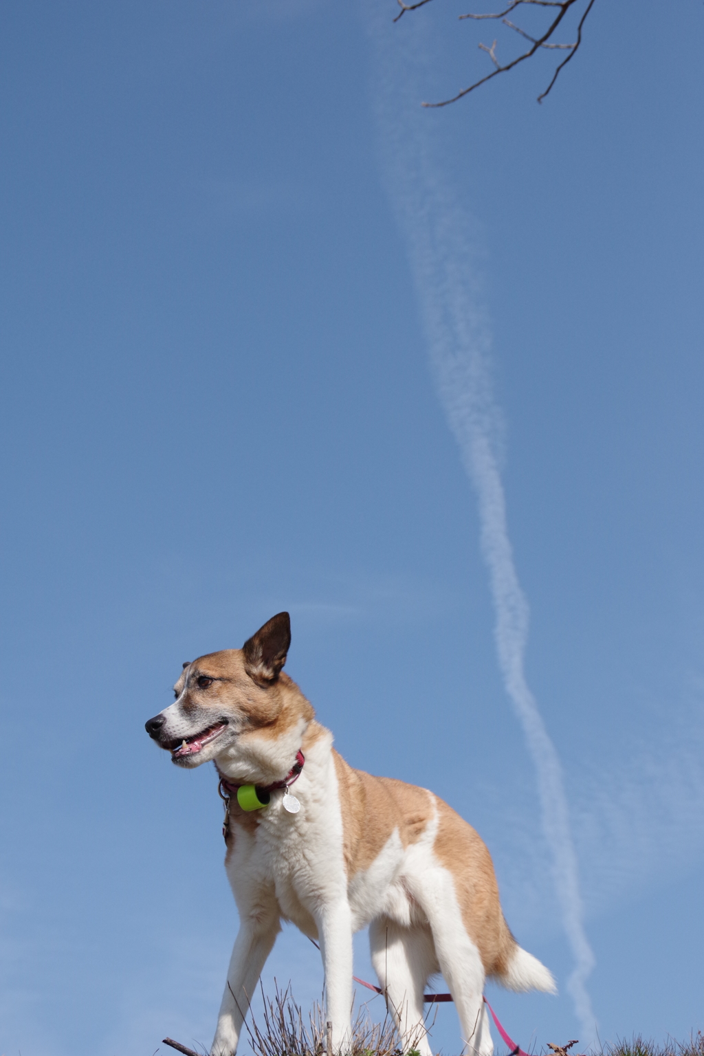 愛犬と空