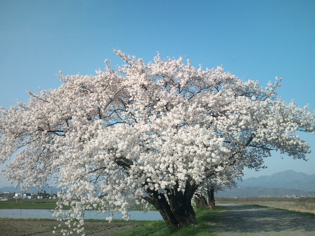 古い桜