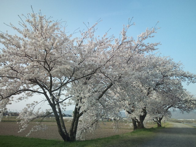 桜並木