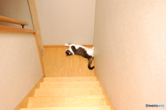 落ちているコ