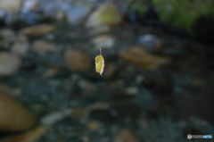蜘蛛の糸