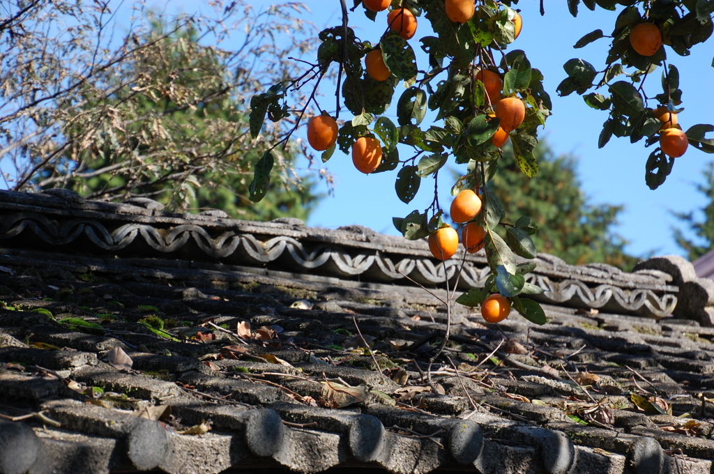 空き家の屋根と柿