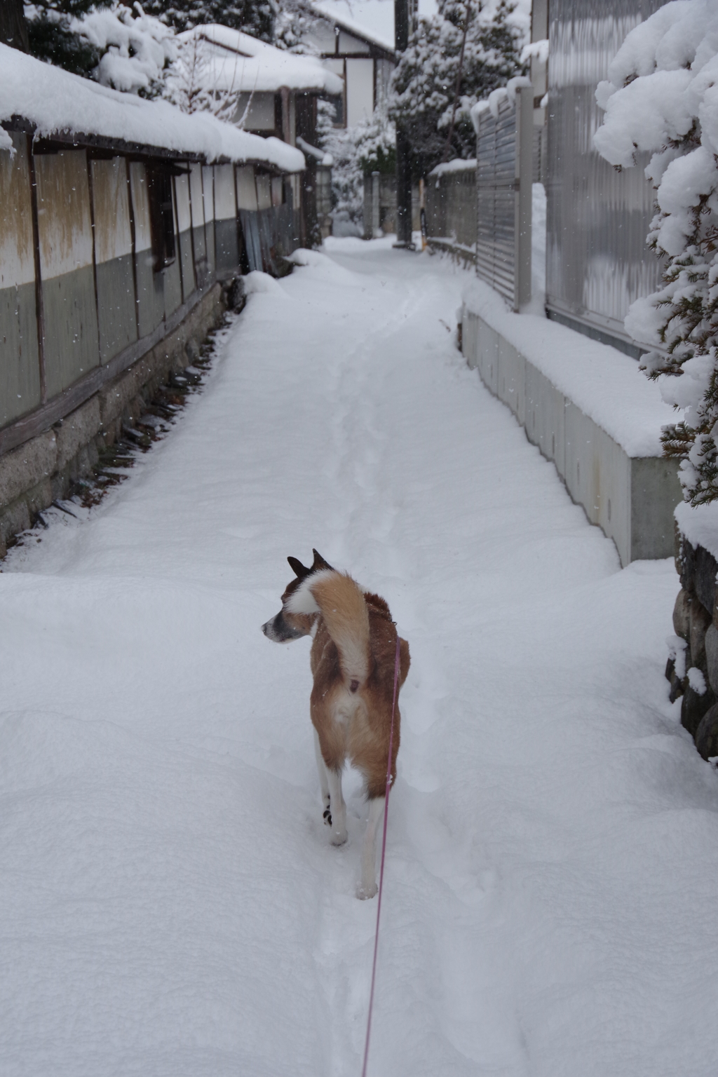 雪の日のお散歩